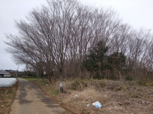 木の影